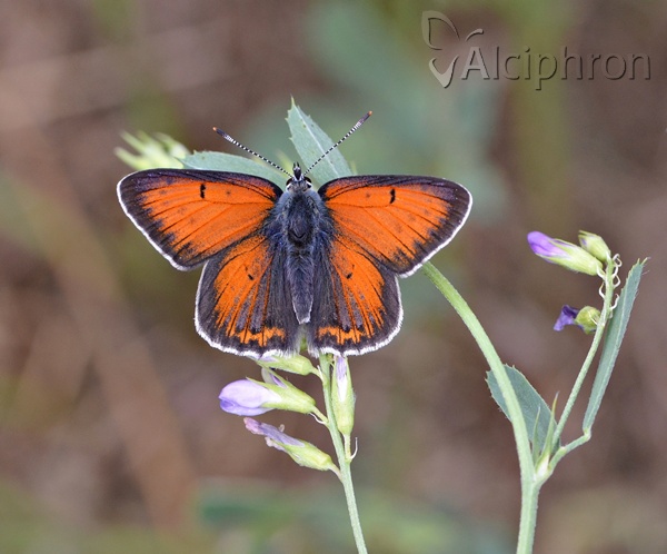 Lycaena hippothoe