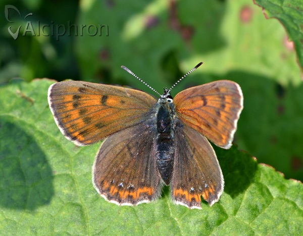 Lycaena hippothoe