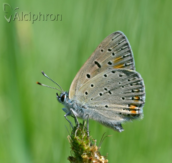 Lycaena hippothoe