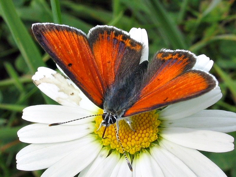 Lycaena hippothoe