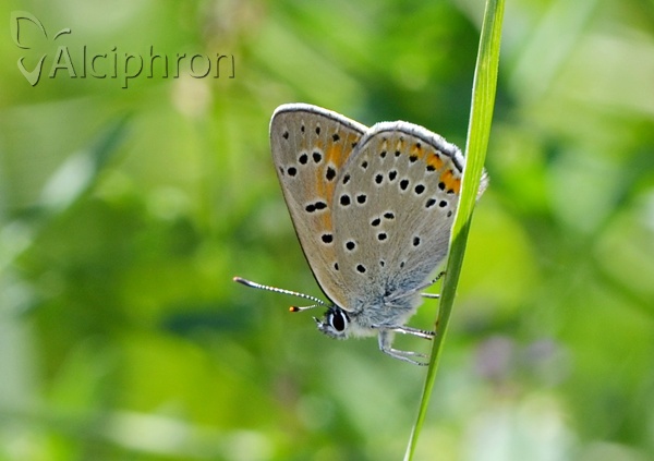 Lycaena hippothoe