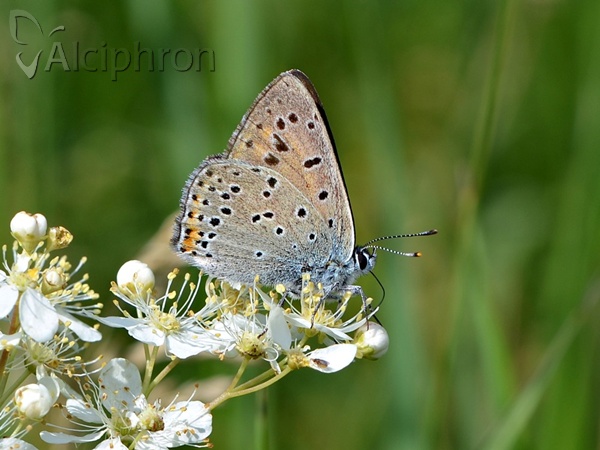 Lycaena hippothoe