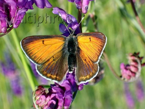 Lycaena hippothoe