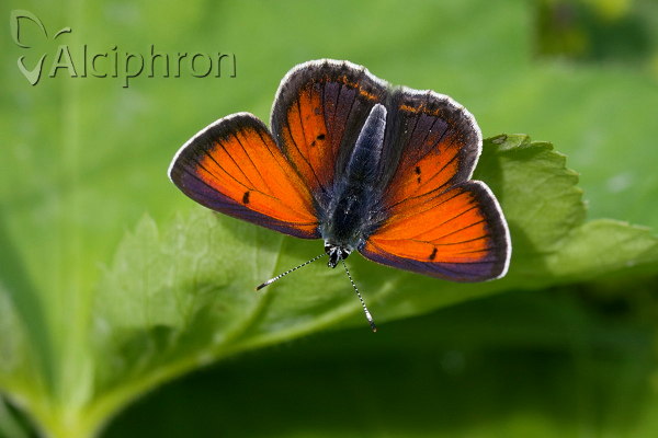Lycaena candens