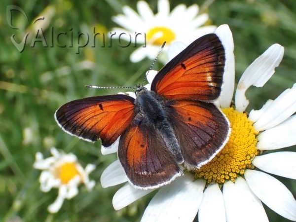 Lycaena candens