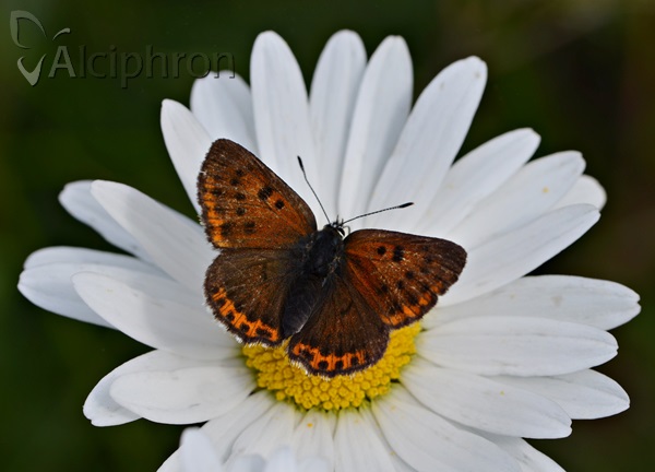 Lycaena candens