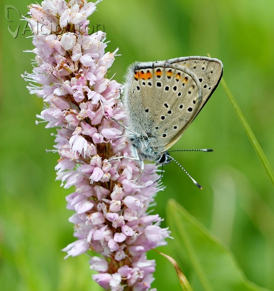 Lycaena candens