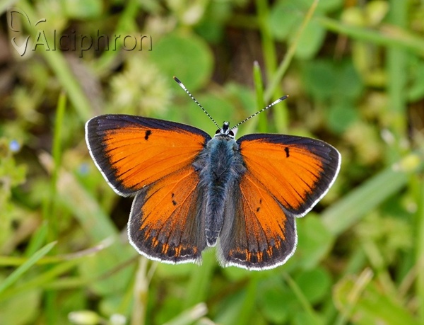 Lycaena candens
