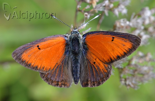 Lycaena candens