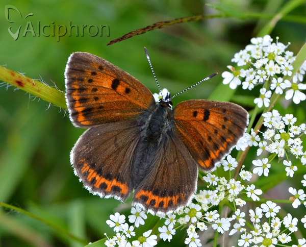 Lycaena candens