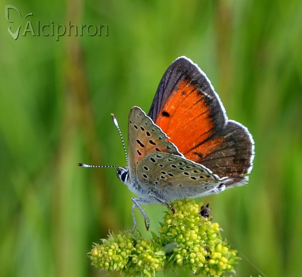 Lycaena candens