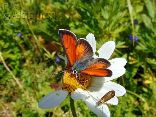 Lycaena candens