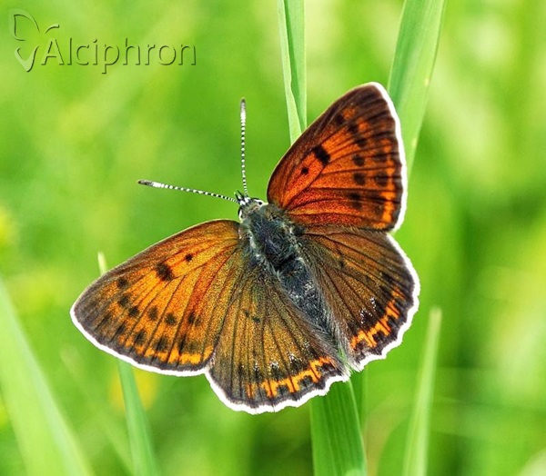 Lycaena candens