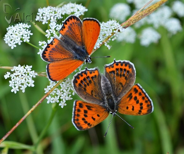 Lycaena thersamon