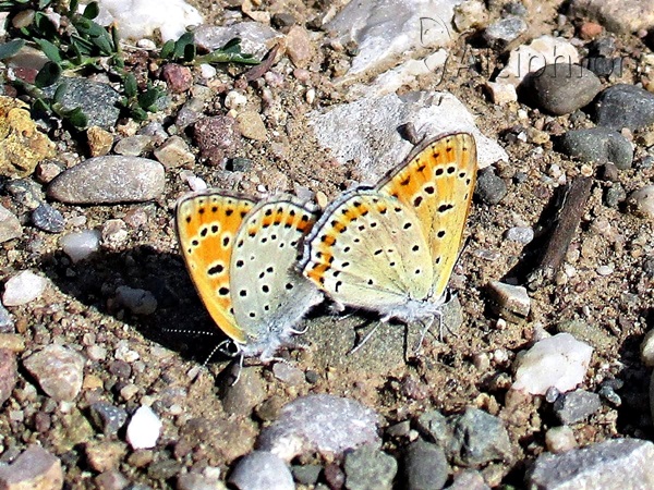 Lycaena thersamon