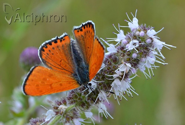 Lycaena thersamon