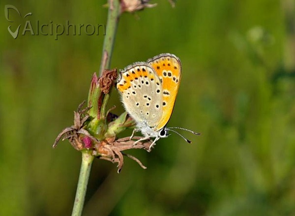 Lycaena thersamon