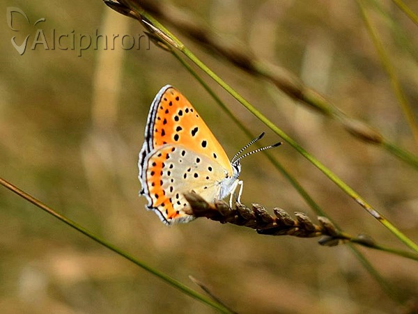 Lycaena thersamon