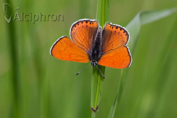 Lycaena thersamon