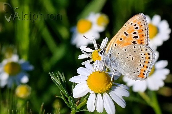 Lycaena thersamon