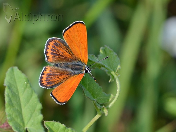 Lycaena thersamon