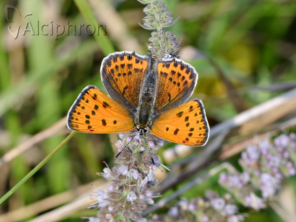 Lycaena thersamon