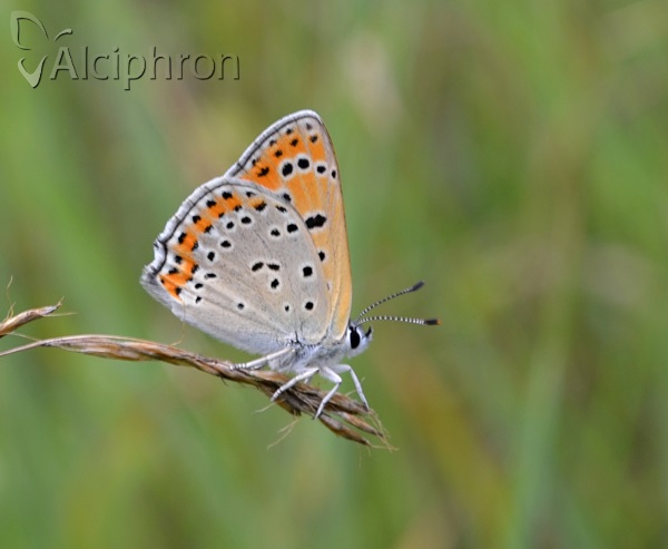 Lycaena thersamon