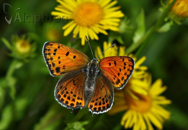 Lycaena thersamon