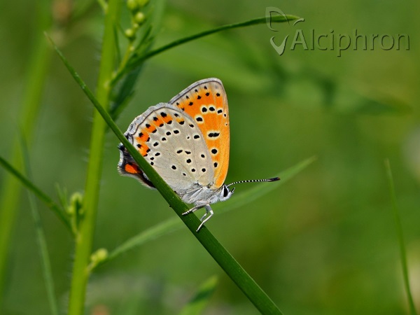 Lycaena thersamon