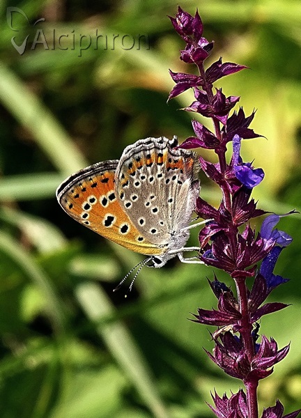 Lycaena thersamon