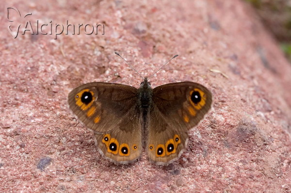 Lasiommata petropolitana