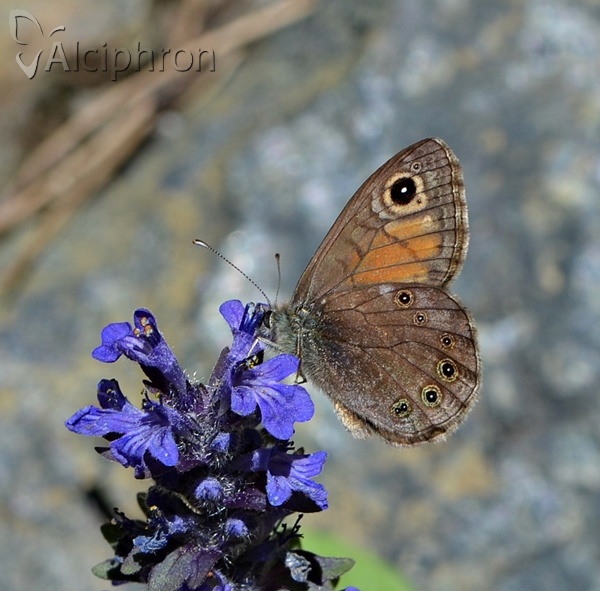 Lasiommata petropolitana