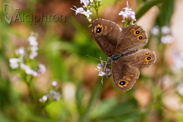 Lasiommata petropolitana