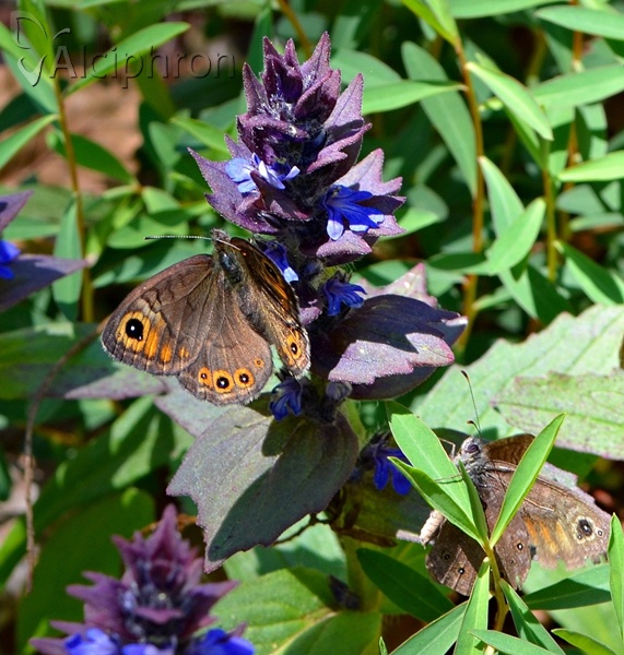 Lasiommata petropolitana