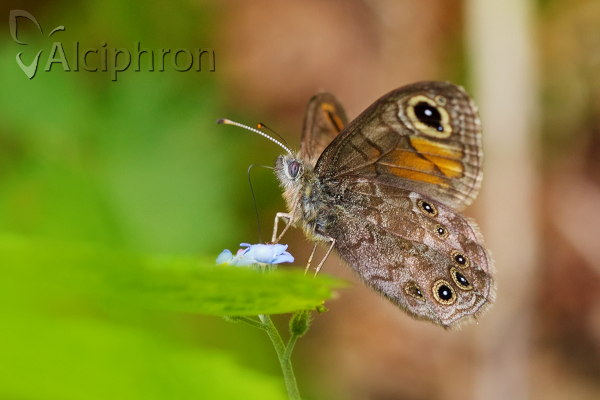 Lasiommata petropolitana