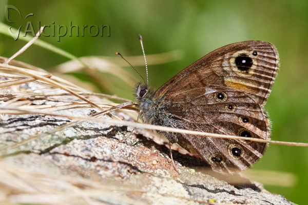 Lasiommata petropolitana