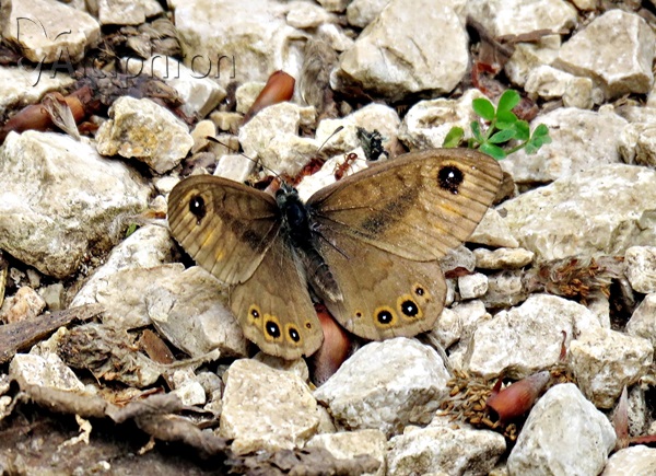 Lasiommata petropolitana