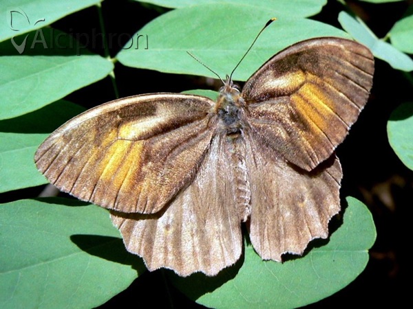 Kirinia roxelana