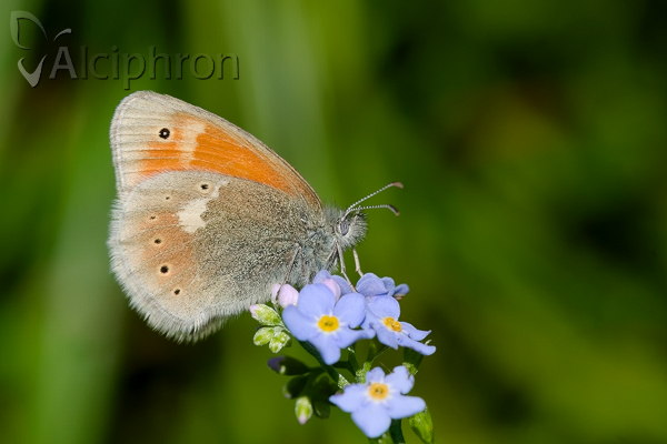 Coenonympha rhodopensis