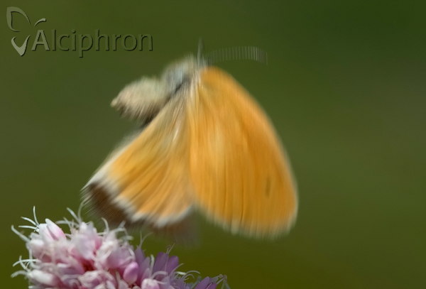 Coenonympha rhodopensis