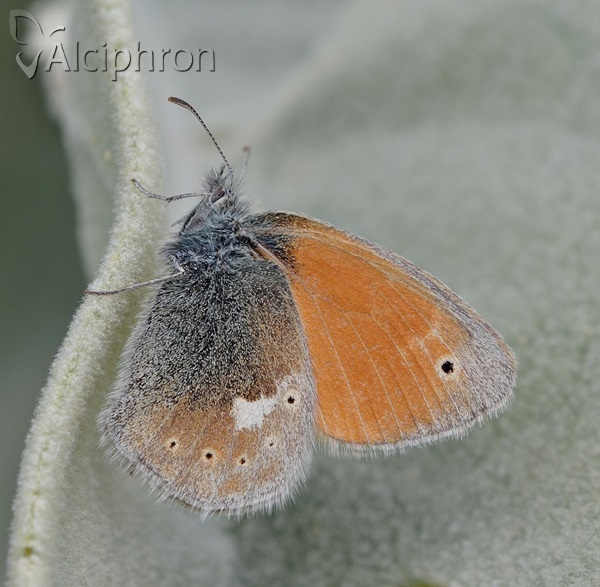 Coenonympha rhodopensis