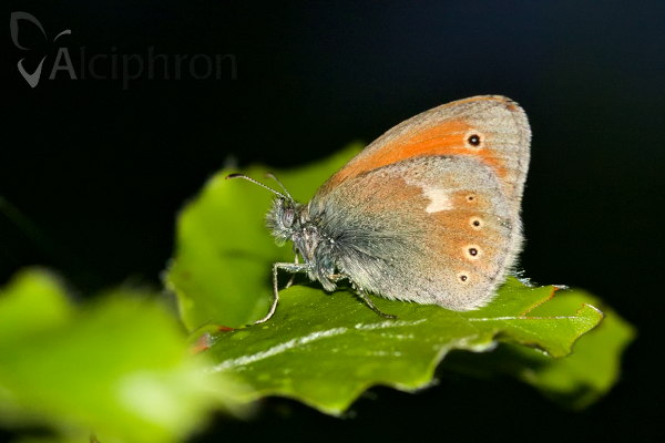 Coenonympha rhodopensis
