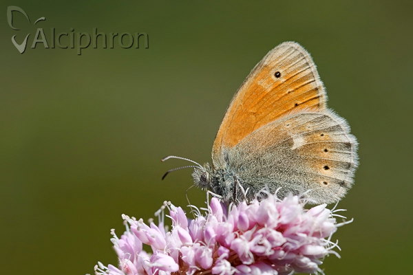 Coenonympha rhodopensis