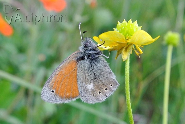 Coenonympha rhodopensis