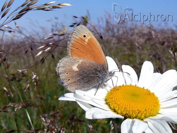 Coenonympha rhodopensis