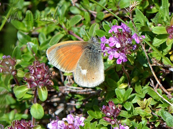 Coenonympha rhodopensis