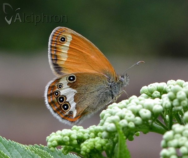 Coenonympha arcania