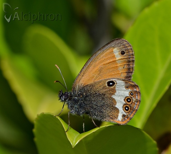 Coenonympha arcania