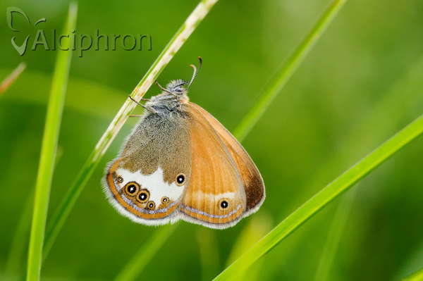 Coenonympha arcania