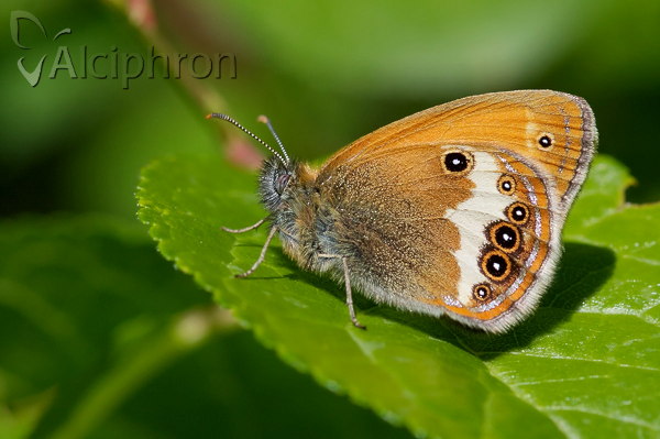 Coenonympha arcania